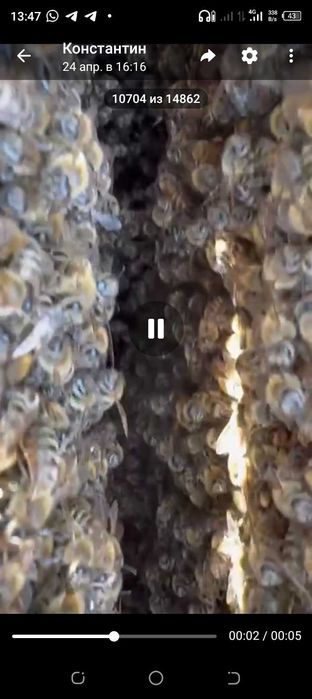 Пчелопакеты.  Матки Карника, Бакфаст