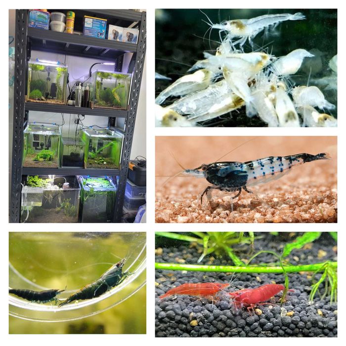 Скариди, ендлери и живи хранителни култури