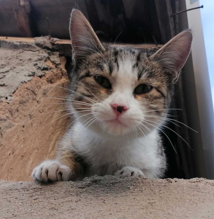 Котёнок, Mushukcha