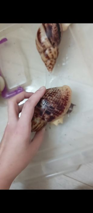 Ретикулята стандарт 14 14,5 15 см