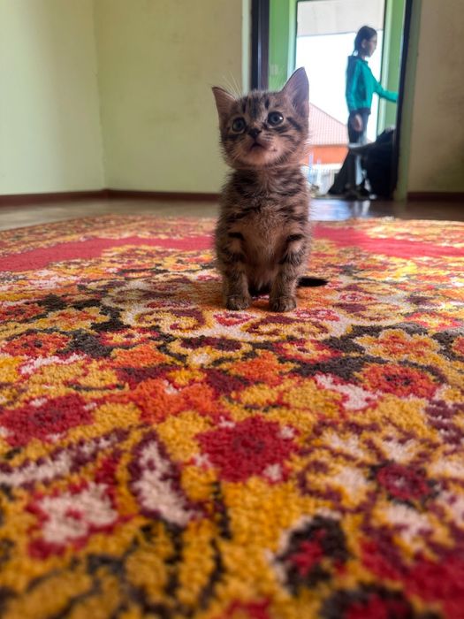 3 котенка, британцы