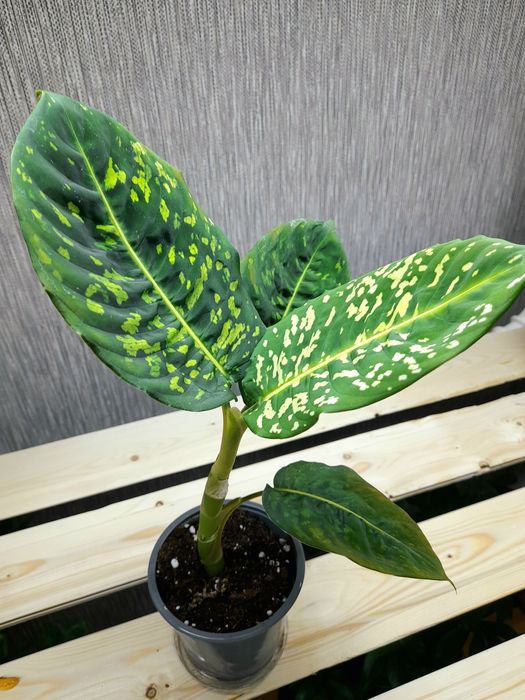 Продам Диффенбахия Рефлектор