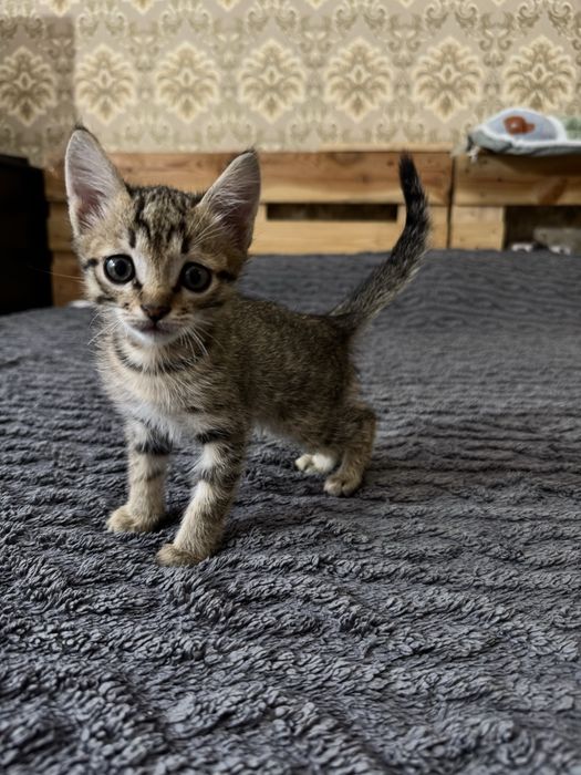 Котенок 2 месяца