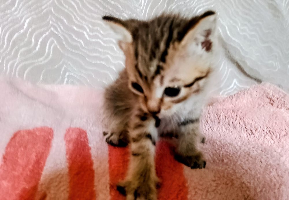 Котята  кушают сами  очень красивые