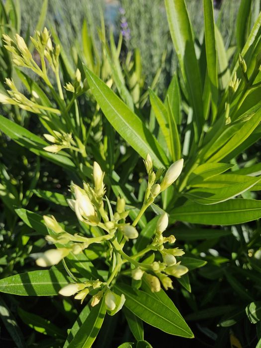 Leandru, culori bătute!