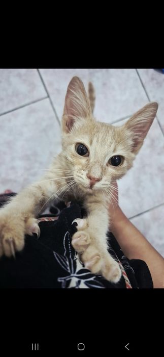 Отдам котенка в добрые руки