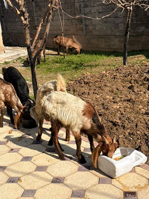 Камори лағы дені сау