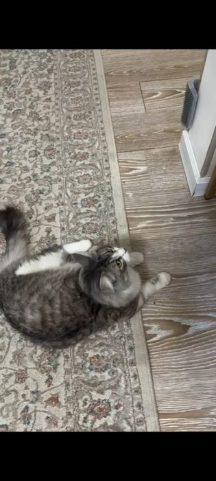 Кот пушистый Ромео