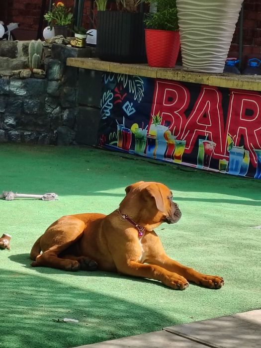 Boxer german femela 5 luni