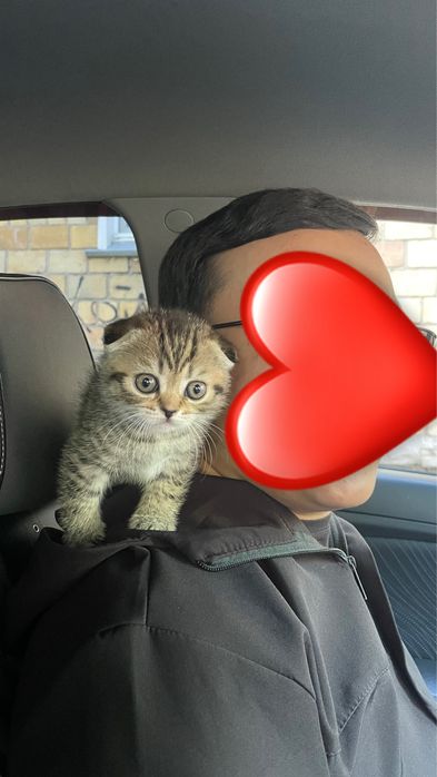 Котенок продается
