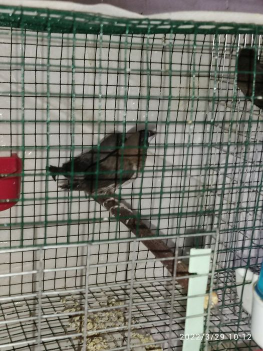 Чешучатий амадин 190000 сум один пара.