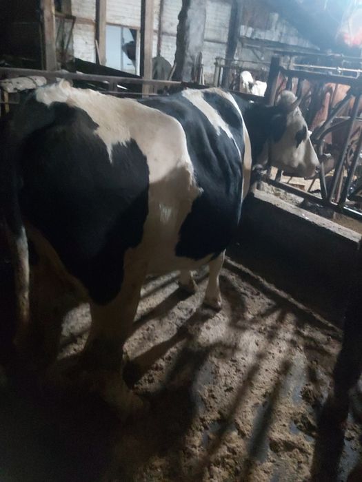 Vaci  tine și bine intretinute