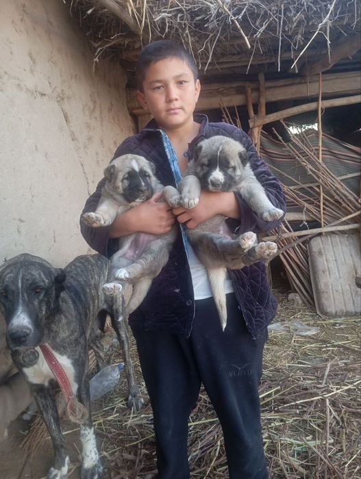 Alabay bolasi sotiladi urgʻoci 1 oylik boʻldi 200$ , keliwamiz,