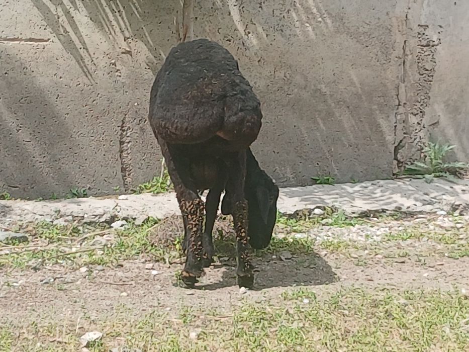 Кучкор сотилади 7 ярим млн