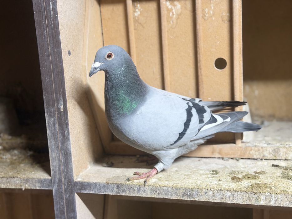 Porumbei voiajori fond-maraton