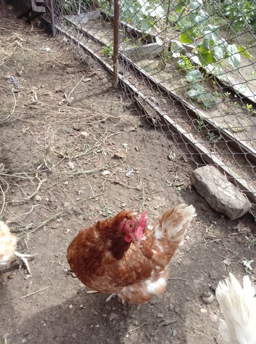 Продам кур домашних