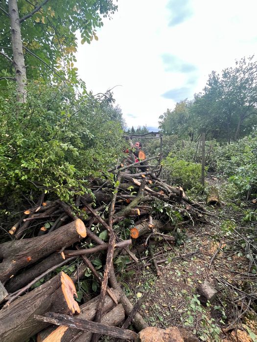 Lemne de foc din demolari si defrisari