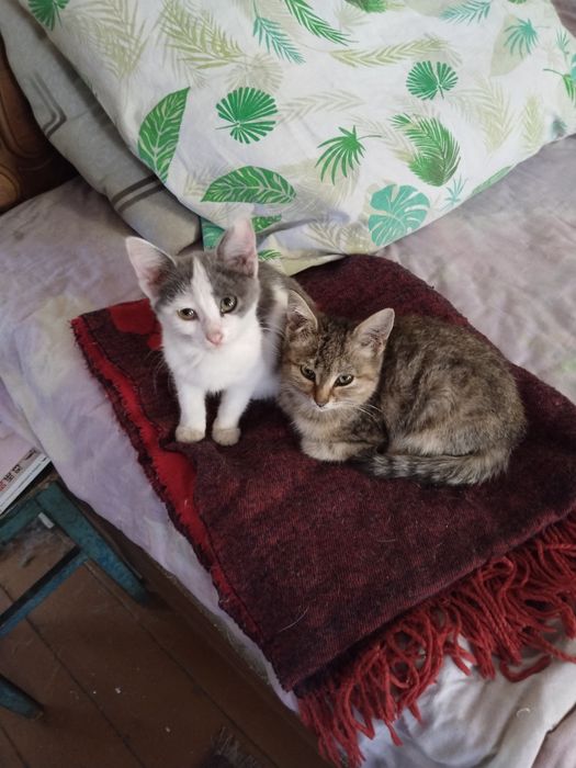 Котята ищут добрых хозяев