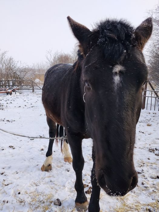Продам Жеребеца 4 года