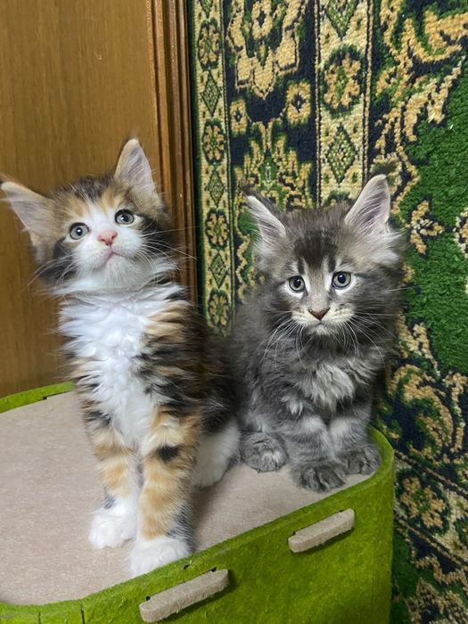 Котята Мейн кунята