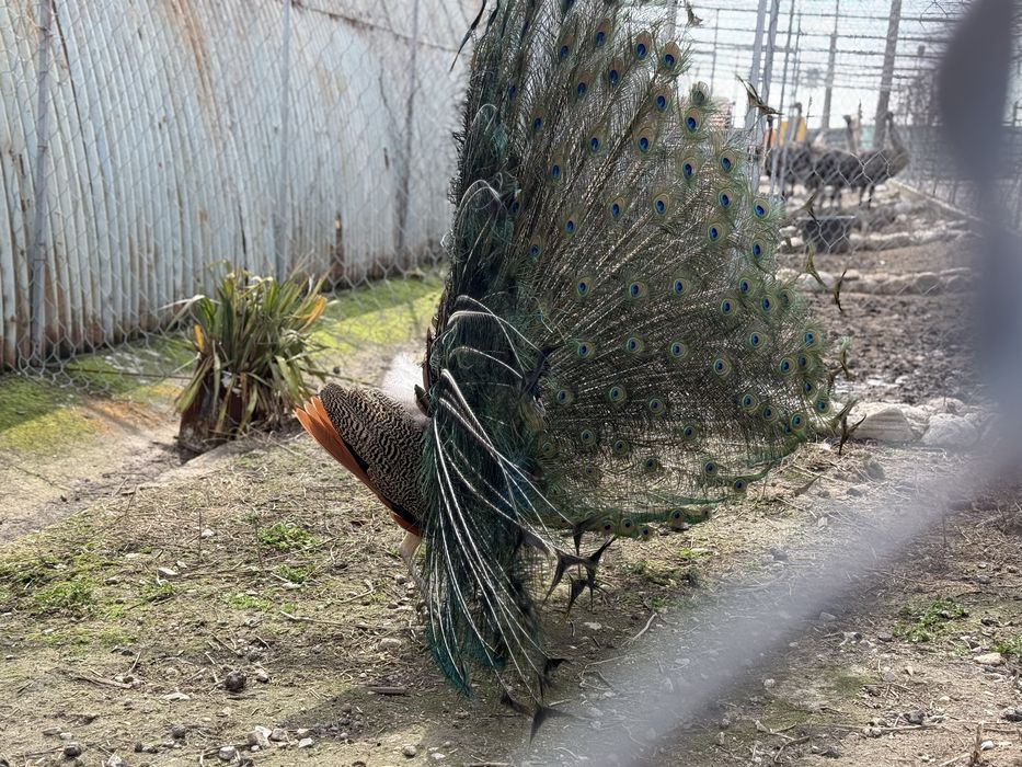 Продавам яйца от Пауни