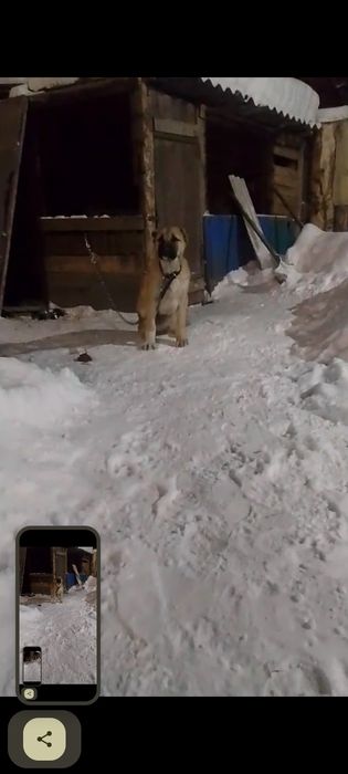 Алабай щенок 4 месяц