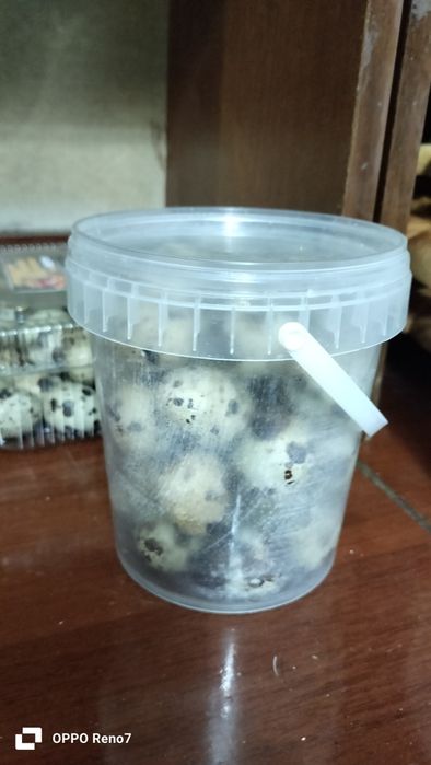 Бөдене жұмыртқасы сатылады