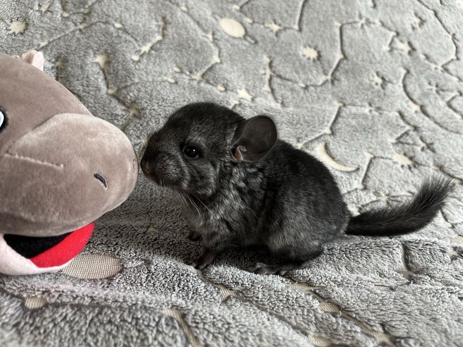 Шиншилла 2 02.03