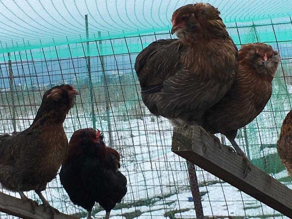 Ouă  incubat  Araucana Marans Wyandotte auriu La Bresse Plymonth R B