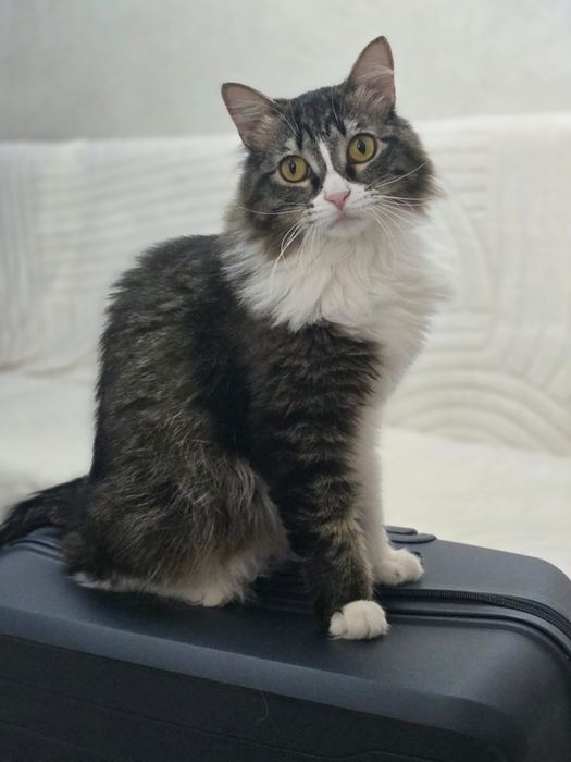 Отдам кошку в добрые  руки