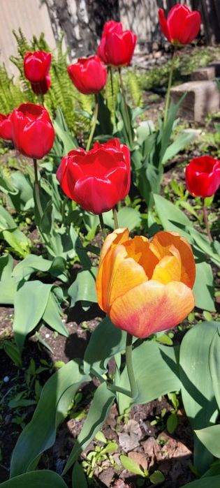 Продам дачу 7.5 соток район телецентра