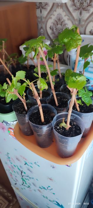 Саженцы винограда