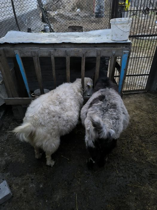 Семыз Ешкылер сатылад.