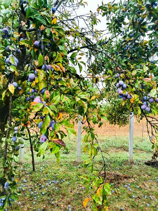 Prune si mere de vanzare