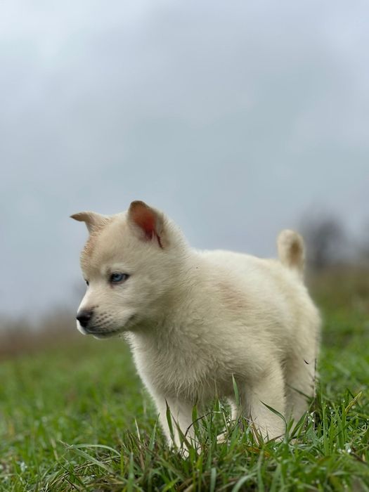 Mascul husky siberian alb imaculat!