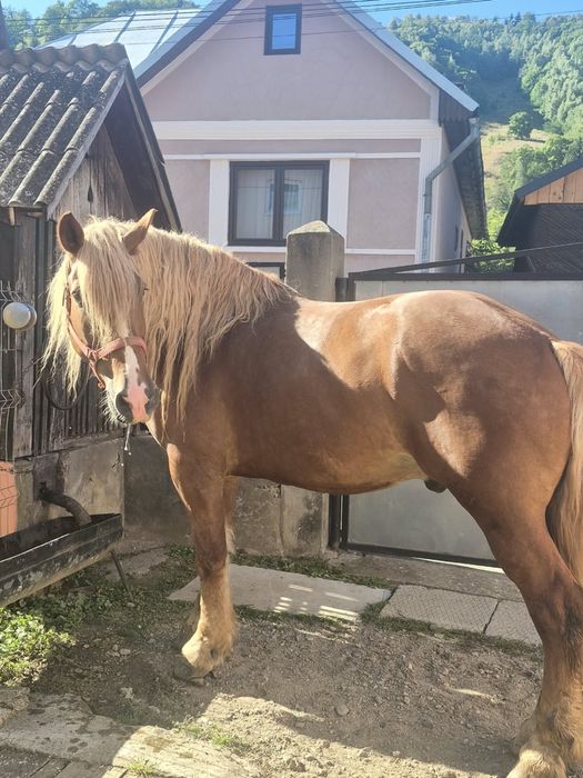 Cal in vârstă de 9 ani