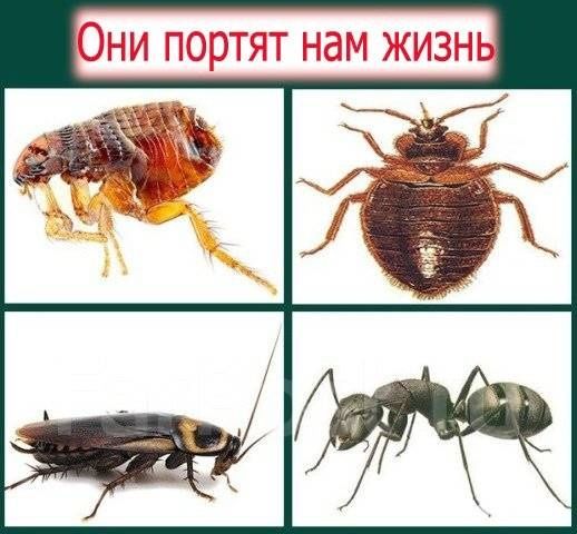 ⁹⁵Tаракан, Клопа сичкон ва хашаротларни йукотувчи ультразвуков  Раптер