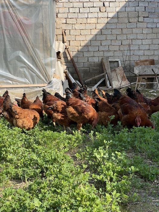 Тухум Tuxum Ханхяп тавуқларини уругланган тухуми бор инкубаторга