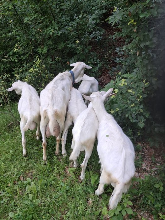 Cauta alta casa Iede sannen si tapi din capre foarte bune de lapte