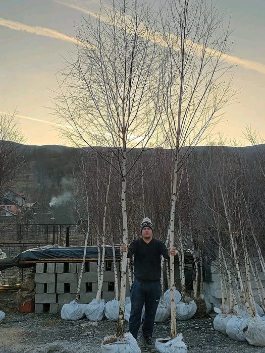 Vând catalpa globulară