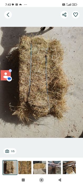 Vând baloți de fan , ținuți la adăpost ,uscați