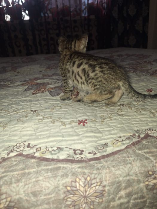 Котята  Бенгальские
