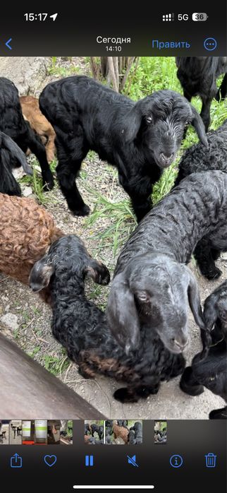 Козылар сатылады