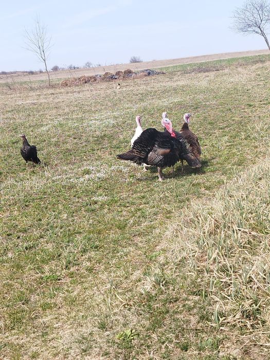 Vând curci și curcani