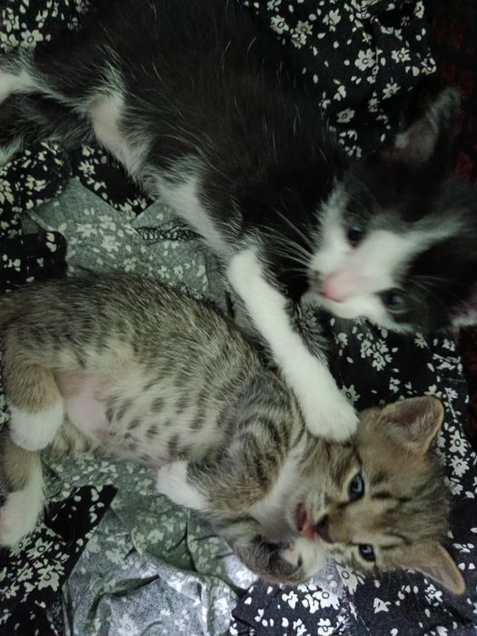 Hardcore porno tupurish squirt