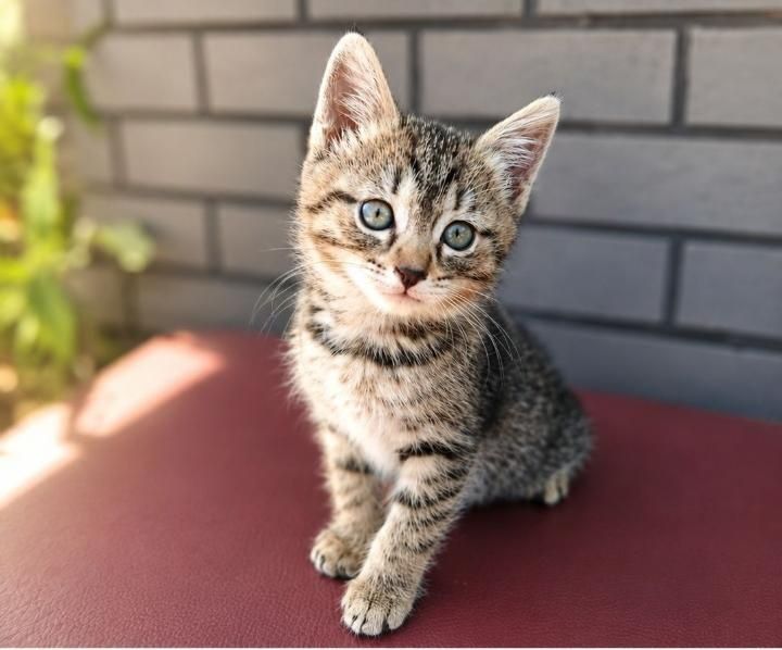 Котенок девочка в хорошие добрые руки