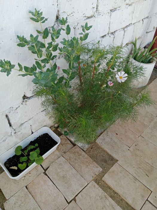 Срочна 2 бөлмелі жер үй