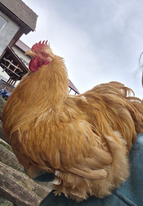 Ouă de incubat. Wyandotte, Ayam Cemani, Brahma, Araucana