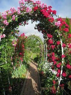 Vand trandafiri cataratori soi premiu diferite culori