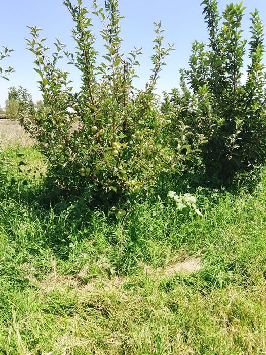 продам яблоневый сад